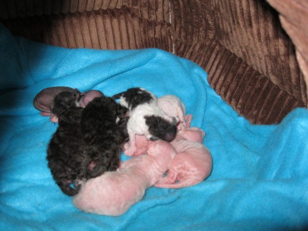 Novorodeniatka