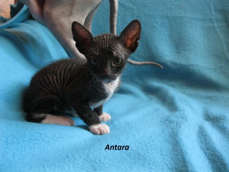 Antara - 5 týždňov