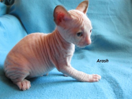 Arash - 5 týždňov