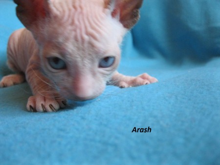 Arash - 5 týždňov