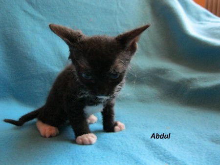 Abdul - 5 týždňov
