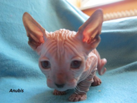 Anubis - 5 týždňov