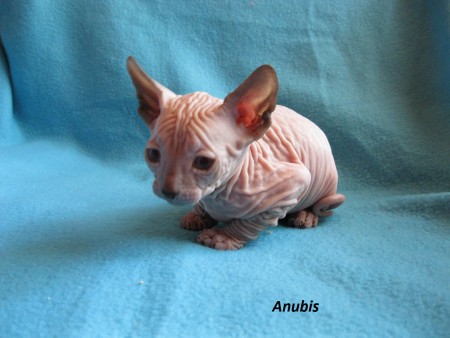 Anubis - 5 týždňov