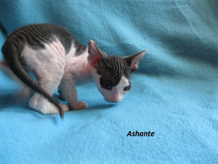 Ashante 5 týždňov