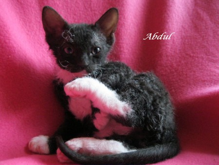 Abdul - 5 týždňov