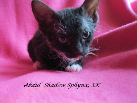Abdul - 5 týždňov