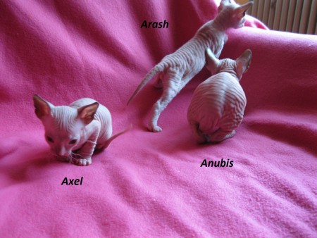 Axel, Arash, Anubis - 5 týždňov