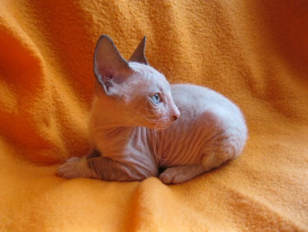 Arash - 7 týždňov