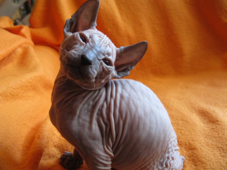 Anubis - 7 týždňov