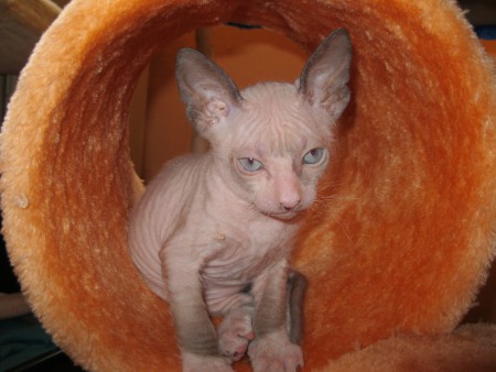 Arash - 7 týždňov