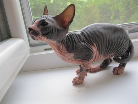 Axa Shadow Sphynx, SK