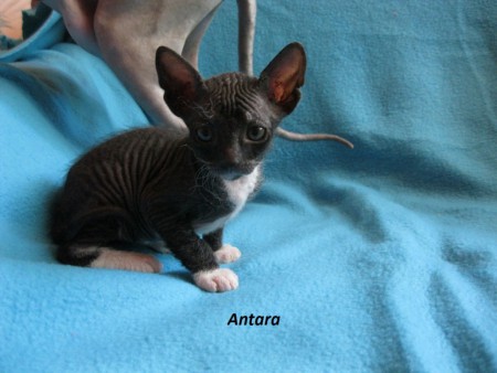 Antara Shadow Sphynx, SK