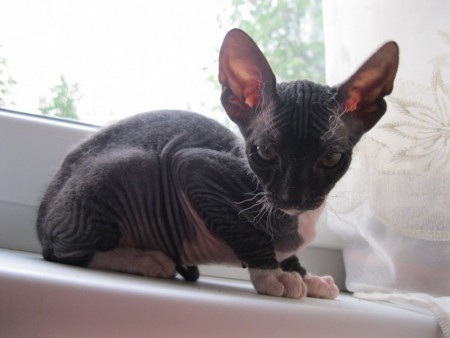 Antara Shadow Sphynx, SK