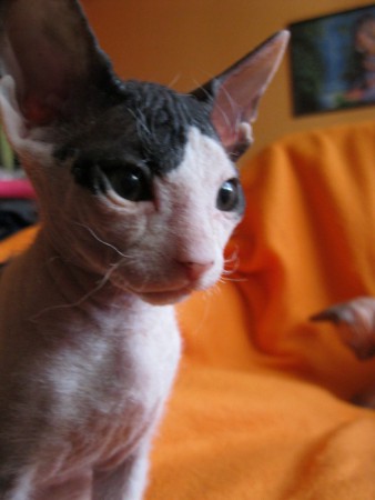 Ashante Shadow Sphynx,SK