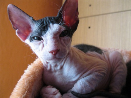 Ashante Shadow Sphynx,SK