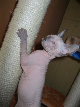 Anubis Shadow Sphynx,SK