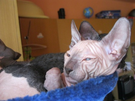 Anubis Shadow Sphynx,SK