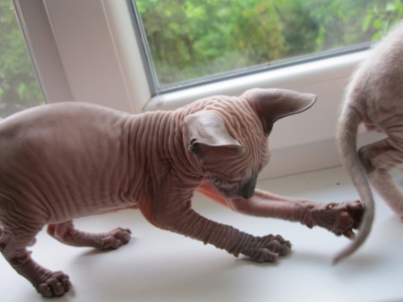 Anubis Shadow Sphynx,SK