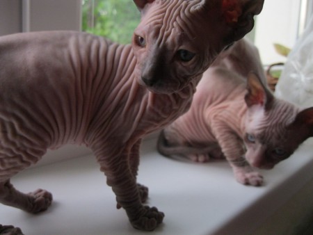 Anubis Shadow Sphynx,SK