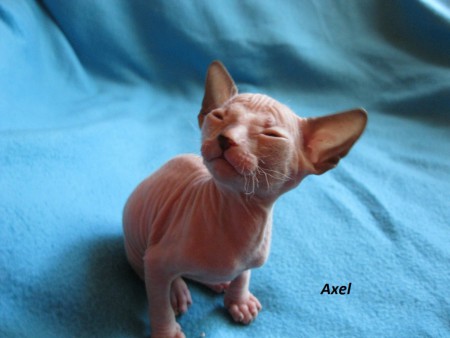 Axel Shadow Sphynx,SK