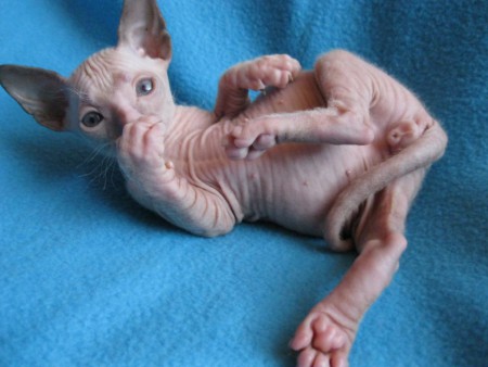 Axel Shadow Sphynx,SK