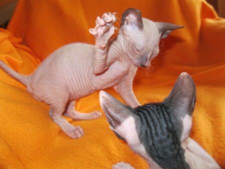 Axel Shadow Sphynx,SK