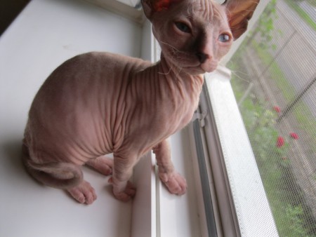 Axel Shadow Sphynx,SK