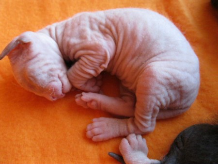 Arash Shadow Sphynx,SK