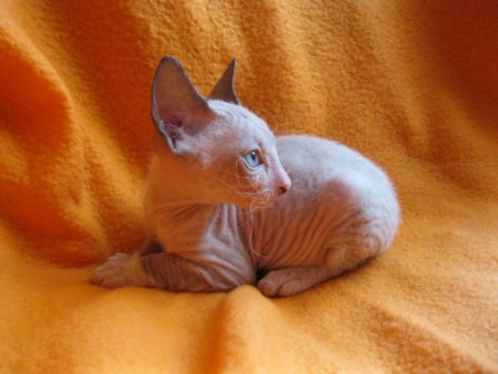 Arash Shadow Sphynx,SK