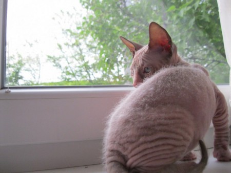 Arash Shadow Sphynx,SK