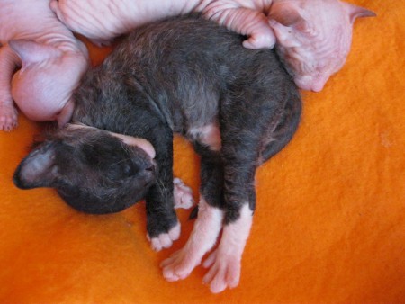 Abdul Shadow Sphynx, SK