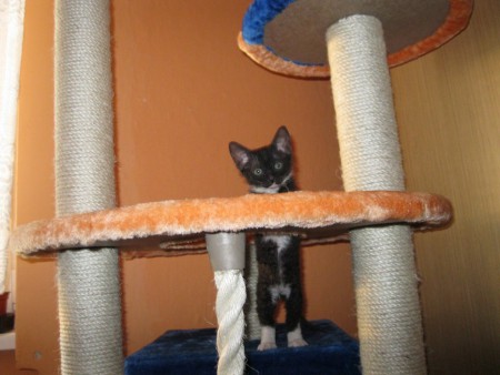 Abdul Shadow Sphynx, SK