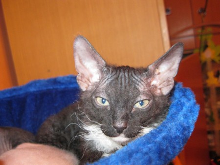 Abdul Shadow Sphynx, SK