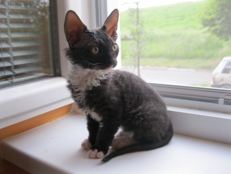 Abdul Shadow Sphynx, SK