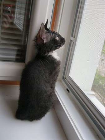 Abdul Shadow Sphynx, SK