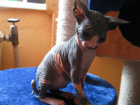 Axa Shadow Sphynx,SK