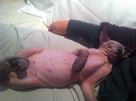 Anubis v novom domove