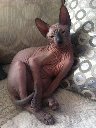 Anubis v novom domove