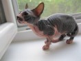 /album/axa-shadow-sphynx-sk-volna/a135-jpg/