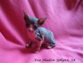 /album/axa-shadow-sphynx-sk-volna/a016-jpg1/