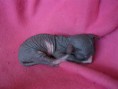 /album/axa-shadow-sphynx-sk-volna/img-0426-jpg/