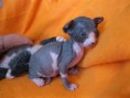 /album/axa-shadow-sphynx-sk-volna/img-0631-jpg/