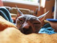 /album/fotogaleria/a118-jpg/
